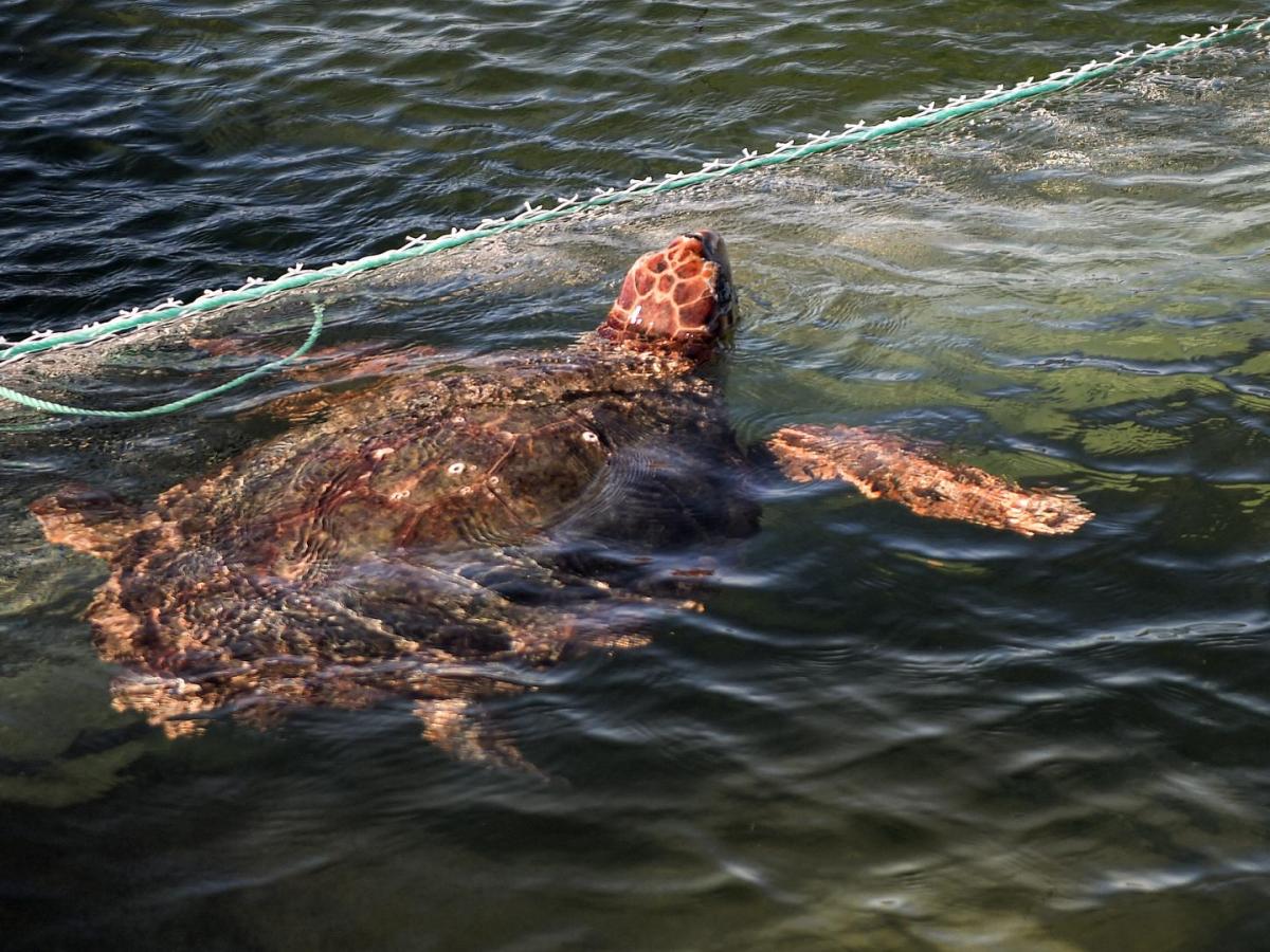 Estudio determina que olas de calor marinas han venido aumentando 