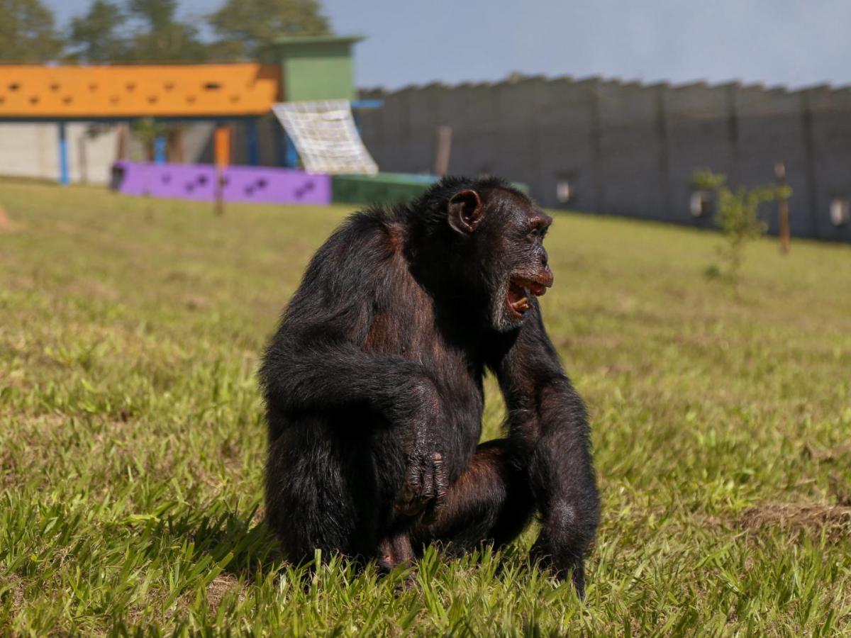 Proyecto Gran Simio: Yoki, chimpancé de Colombia, ya está en Brasil 