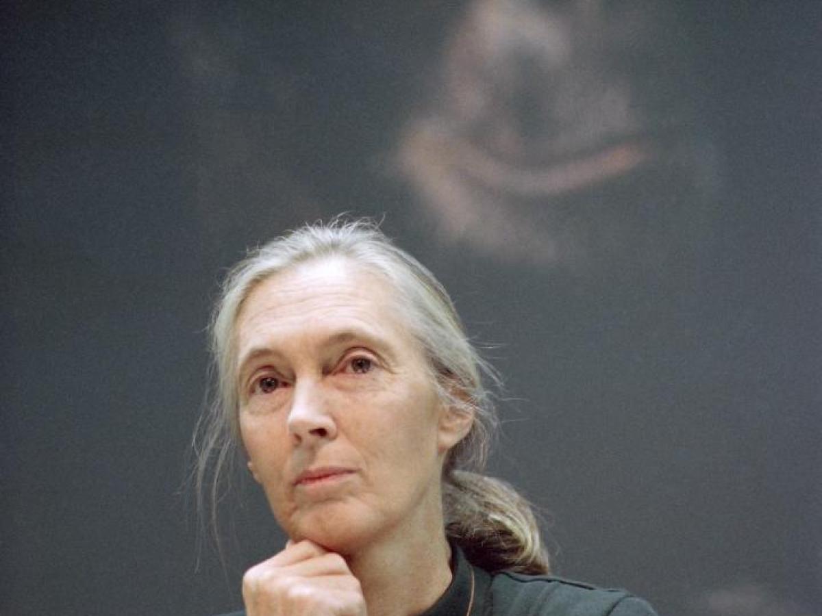 Muere Jane Goodall, pionera en el estudio de los chimpancés
