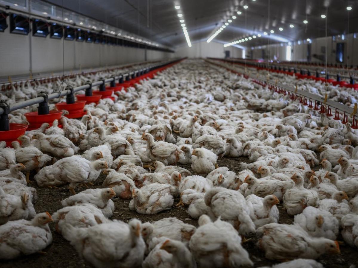 Exportación de pollo colombiano llega por primera vez a Japón
