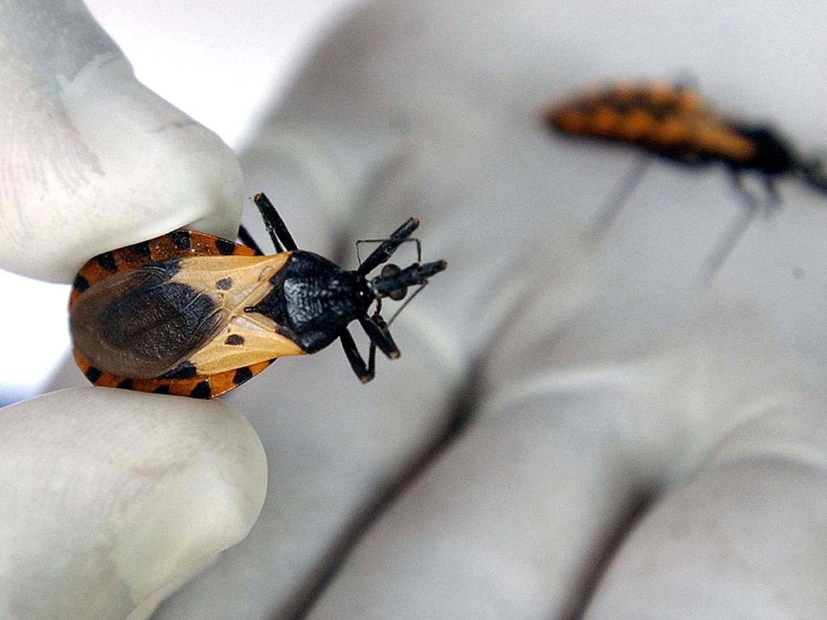 Enfermedad de Chagas: casos en Colombia 2024, avances