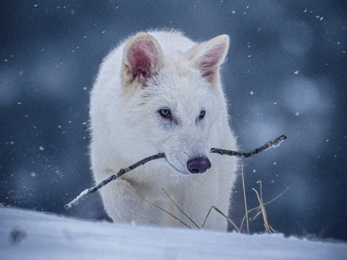 Reviven lobos blancos gigantes: avance científico