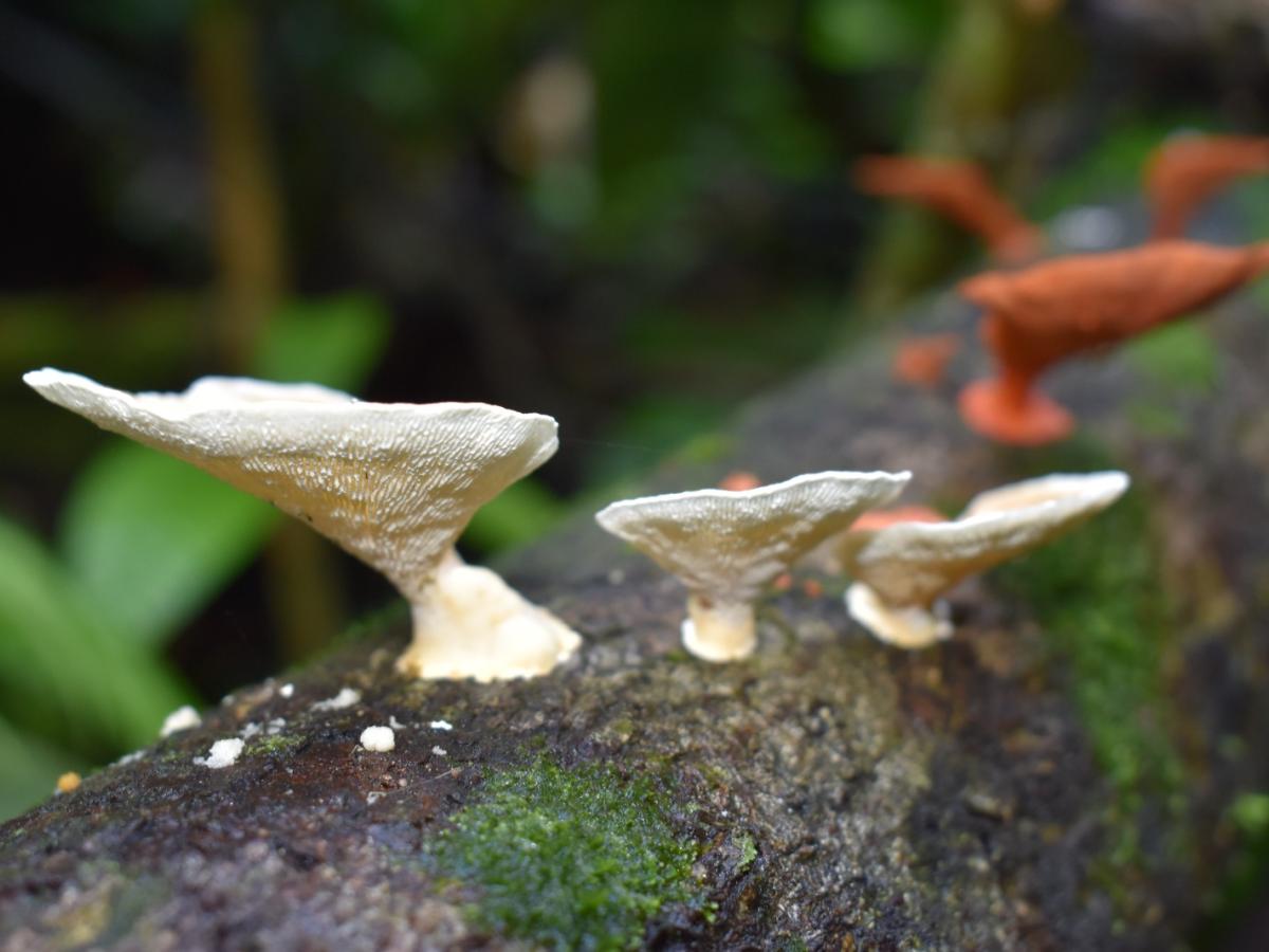 Gastronomía de Caquetá: hongos amazónicos