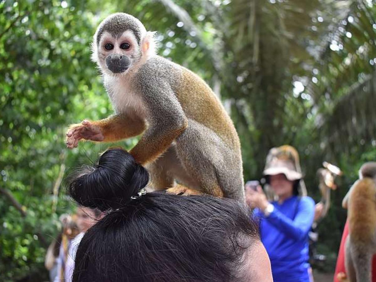 Turismo de selfies con fauna silvestre amenaza la biodiversidad del Amazonas