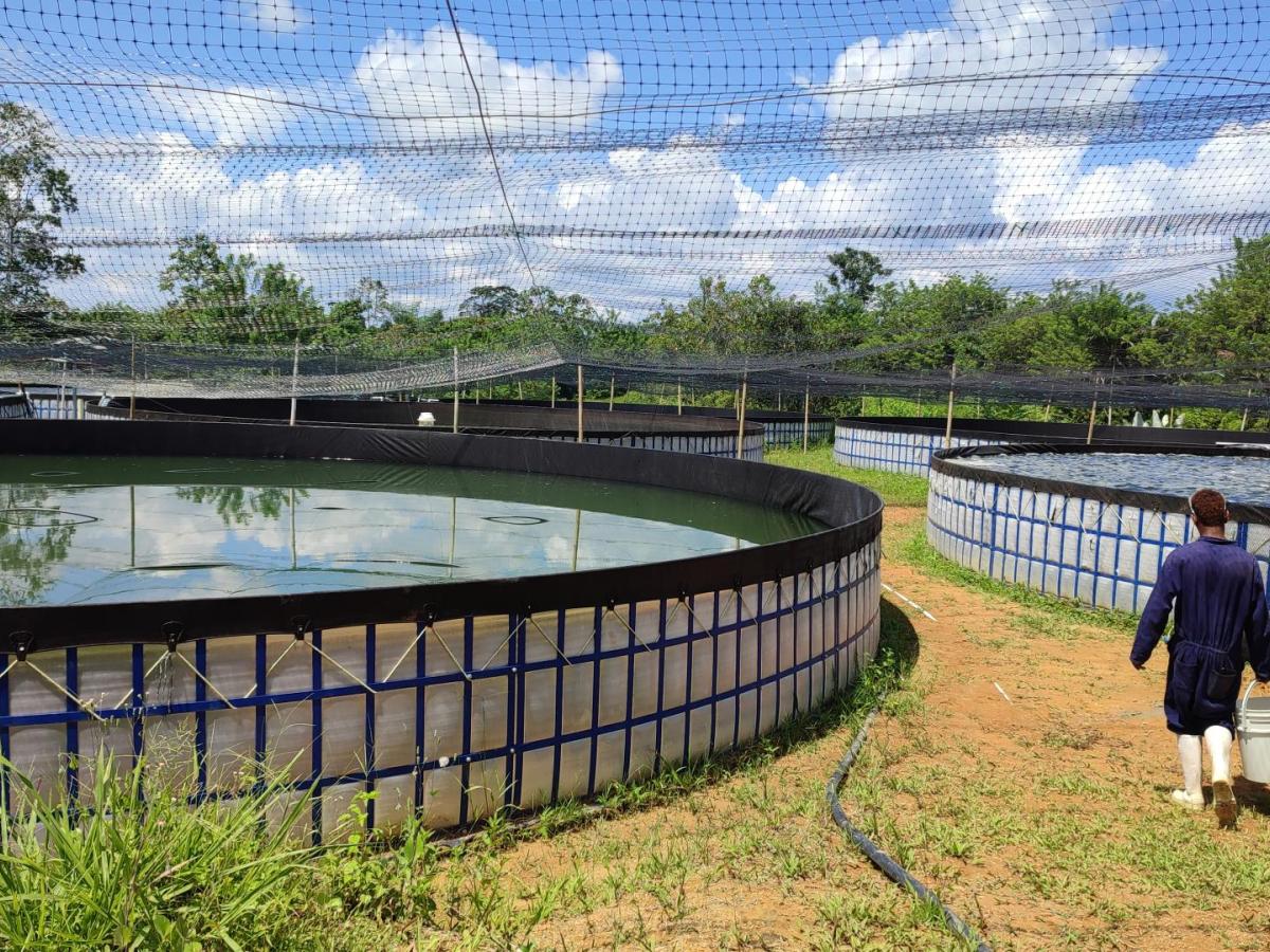 Piscicultura en Tumaco: qué es, tipo de peces y sistema biofloc