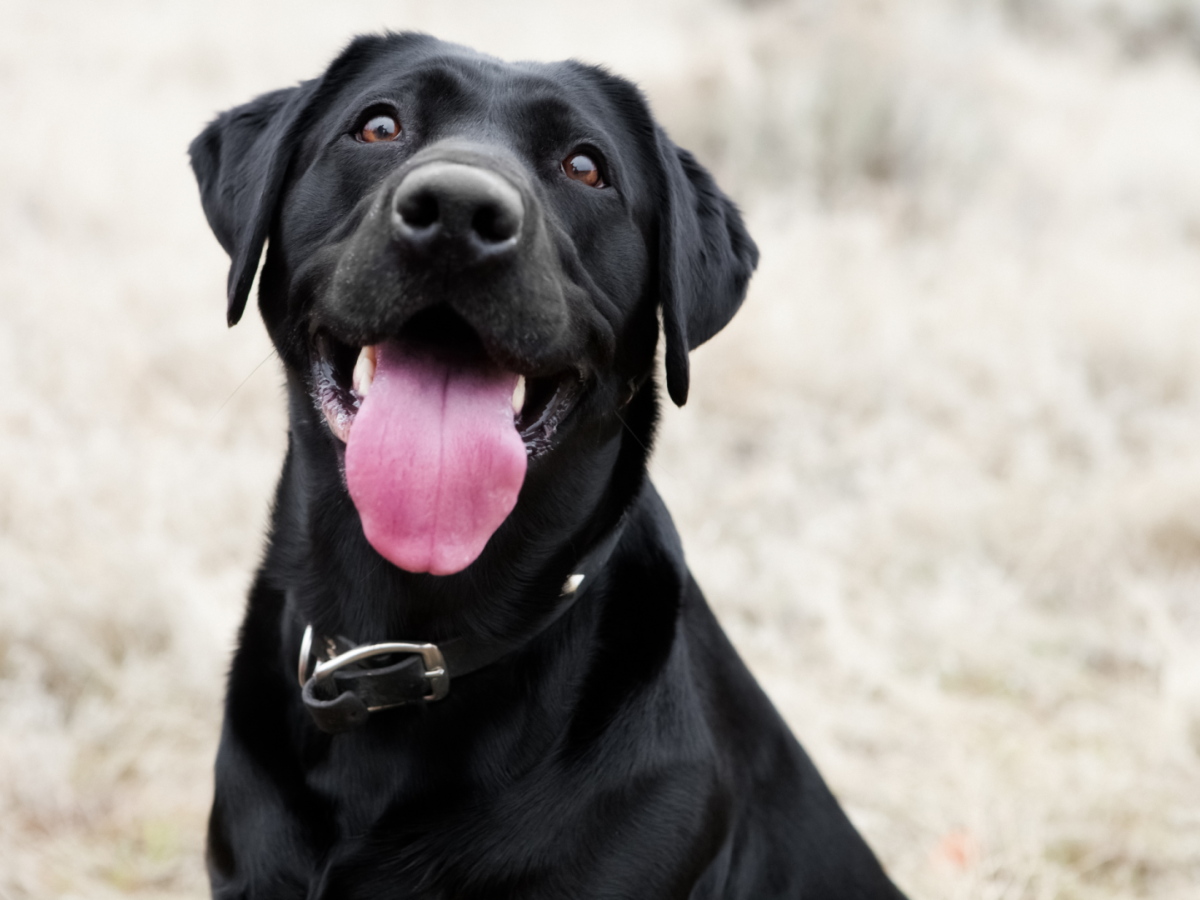 ¿Cómo calmar la ansiedad de un perro por pólvora?