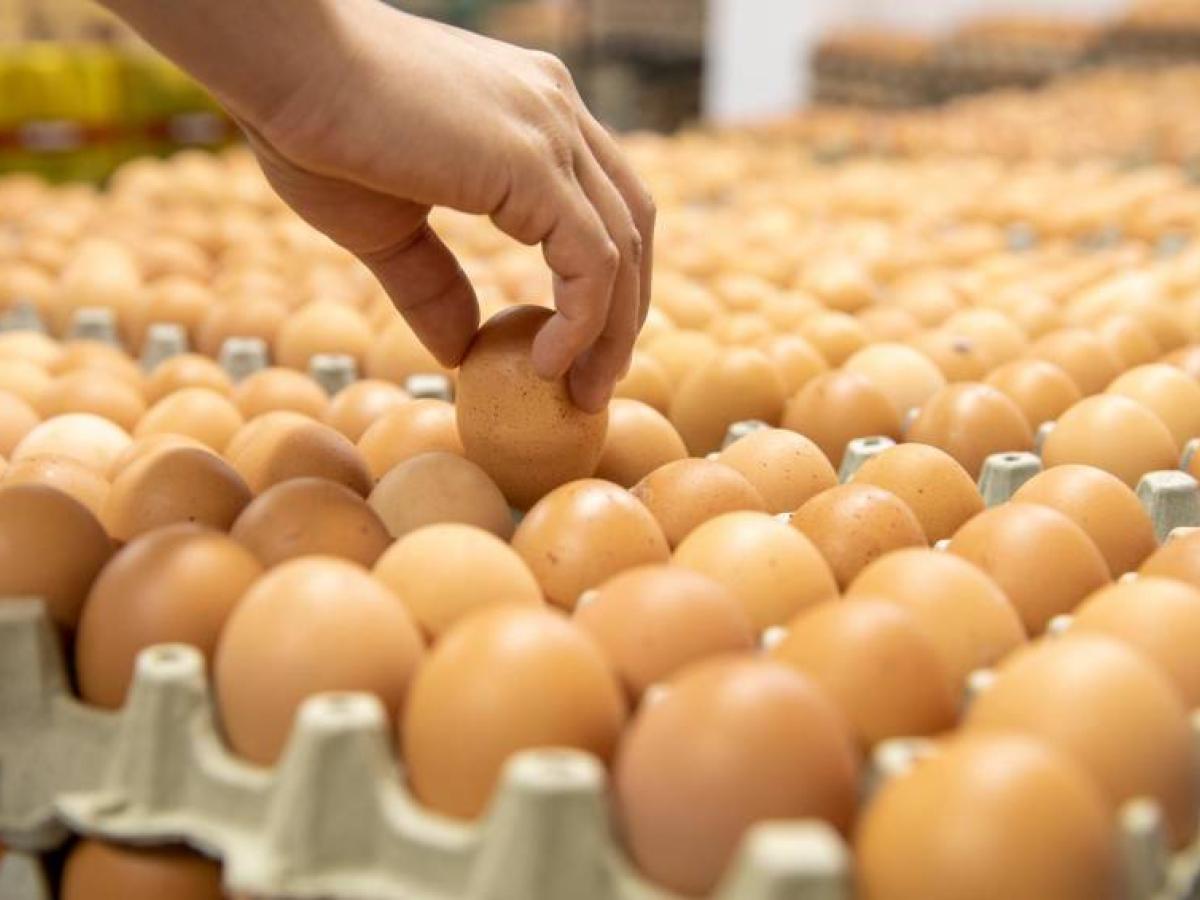 Precio de huevos en Santander: Protestas por crisis