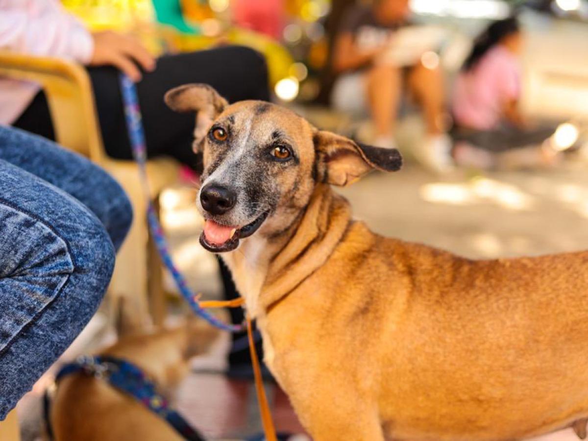 Mascotas en Barranquilla: Tenencia responsable 