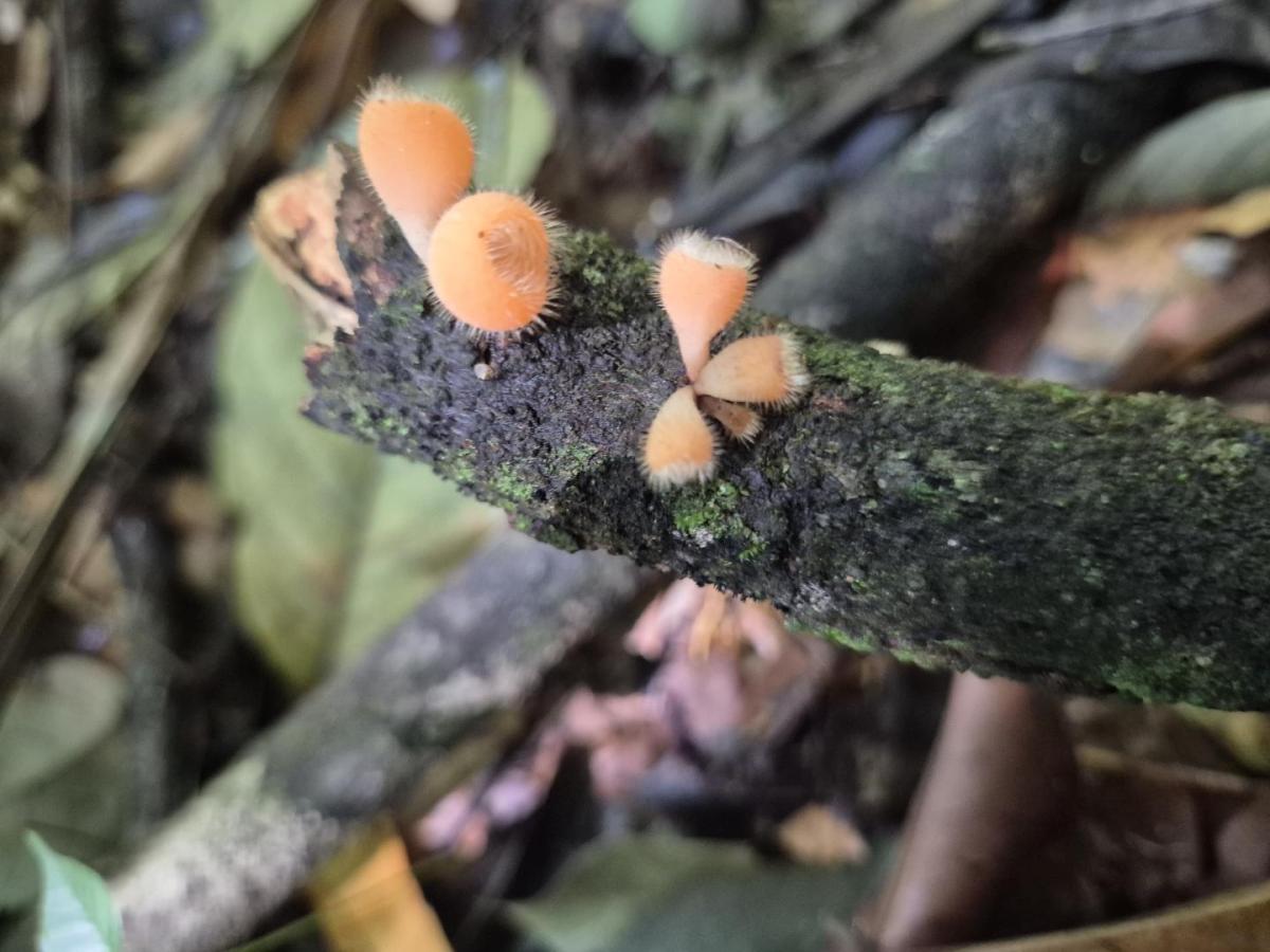 ¿Qué se celebra el 1 de agosto? Día de la Pachamama, origen y significado