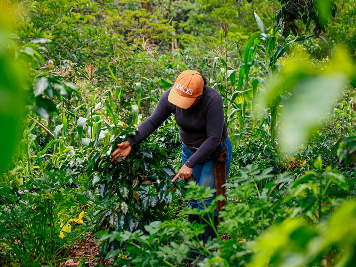 Tecam: qué son y aporte para los campesinos