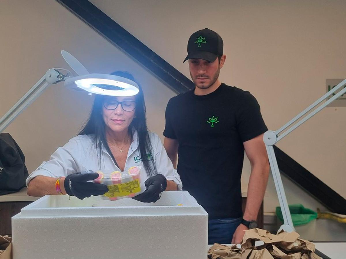 Marihuana colombiana se exportará legalmente a Macedonia del Norte 