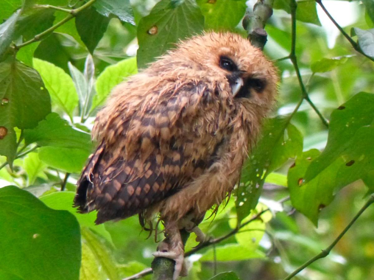 Primer Festival de Aves de la Quinta en Bogotá 19 y 20 octubre en Bogotá