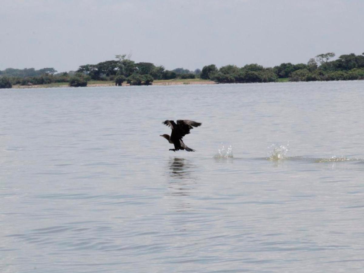 Ecopetrol reforesta humedales en cinco departamentos de Colombia