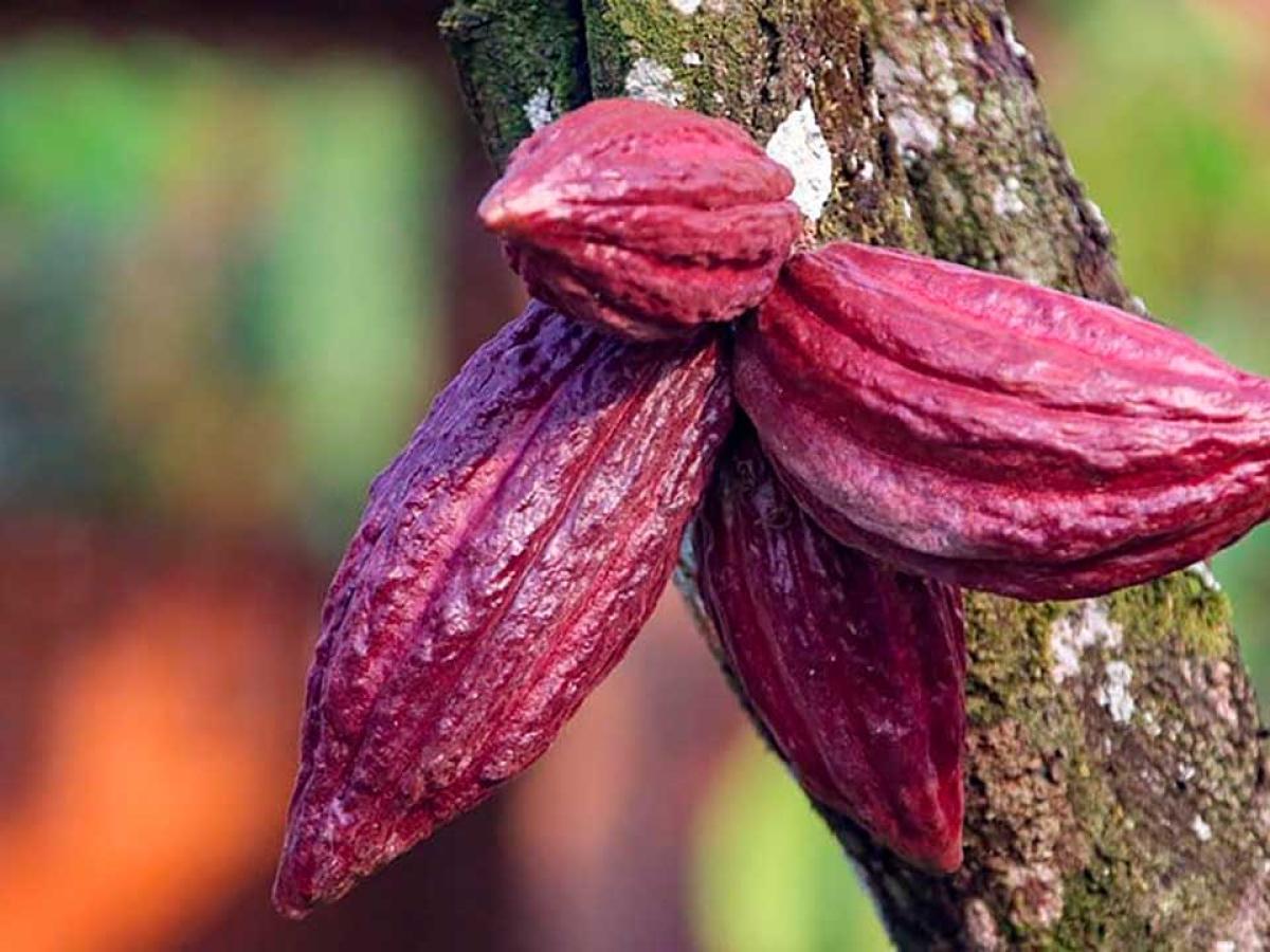 Asociaciones PDET promocionarán café y cacao en Europa