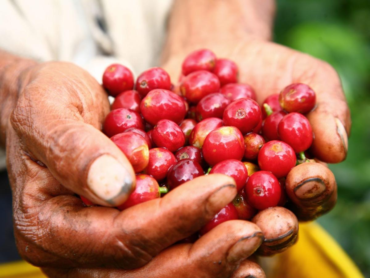 Cosecha cafetera Santander: llegada 41 mil recolectores