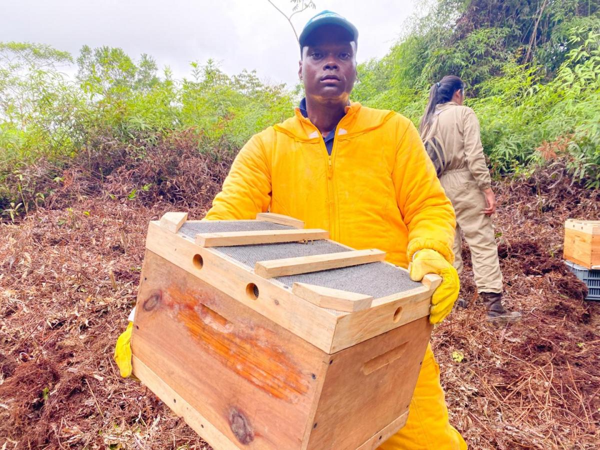 Apiario urbano en Buenaventura protege abejas y promueve cultura ambiental