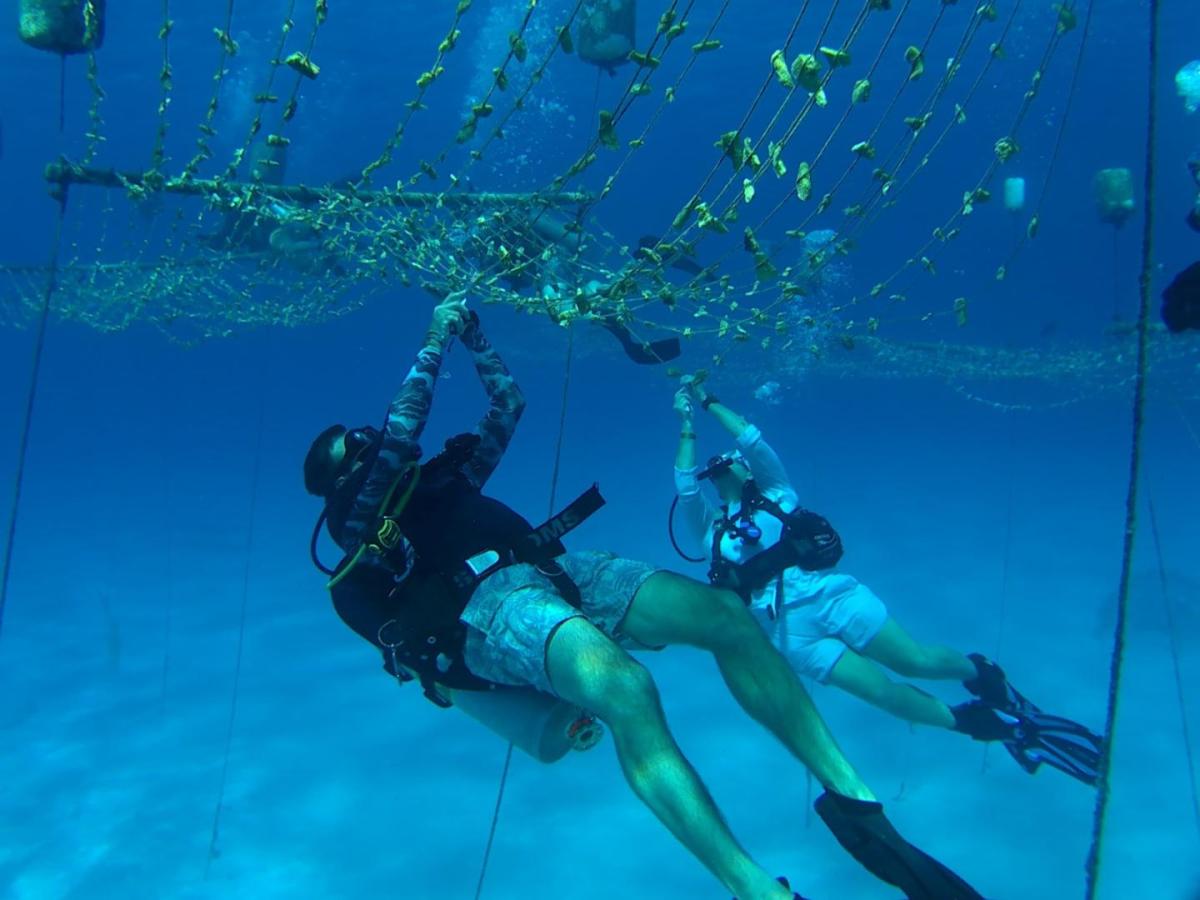 COP16: El buceo regenerativo, una gran experiencia de turismo