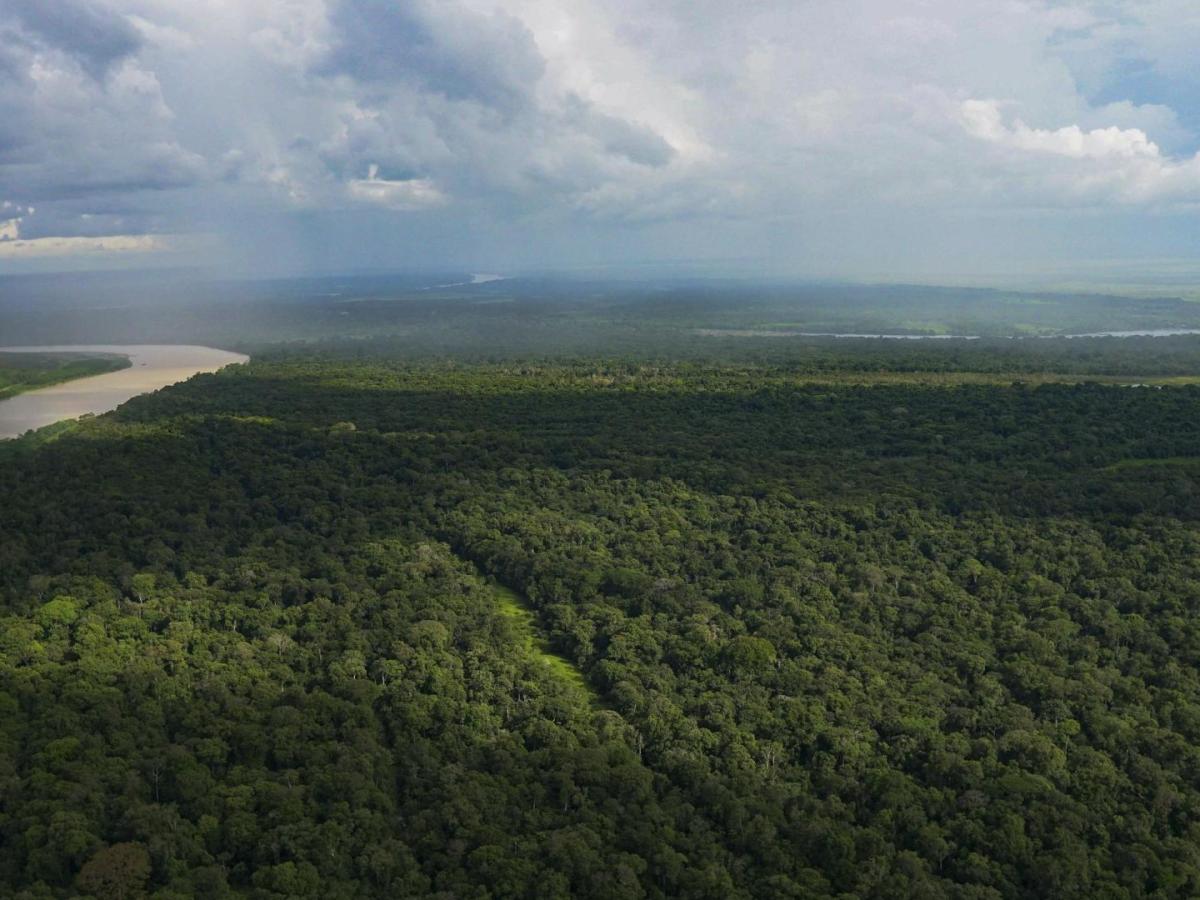 Día de los Bosques 2025: tipos en Colombia, importancia 