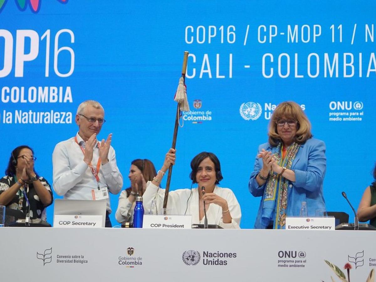 COP16: logros y cifras históricas 