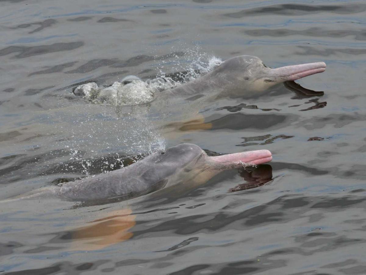 Festival La Tonina de Oro 2025: cómo se vivió 