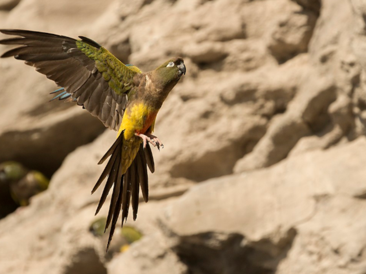 Argentina: loros invaden un pueblo y los vecinos piden soluciones