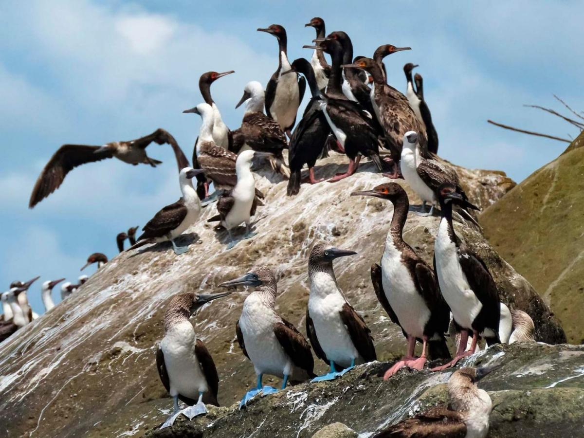 Conservación de aves marinas en el Pacífico: Fundación Guandal Tumaco