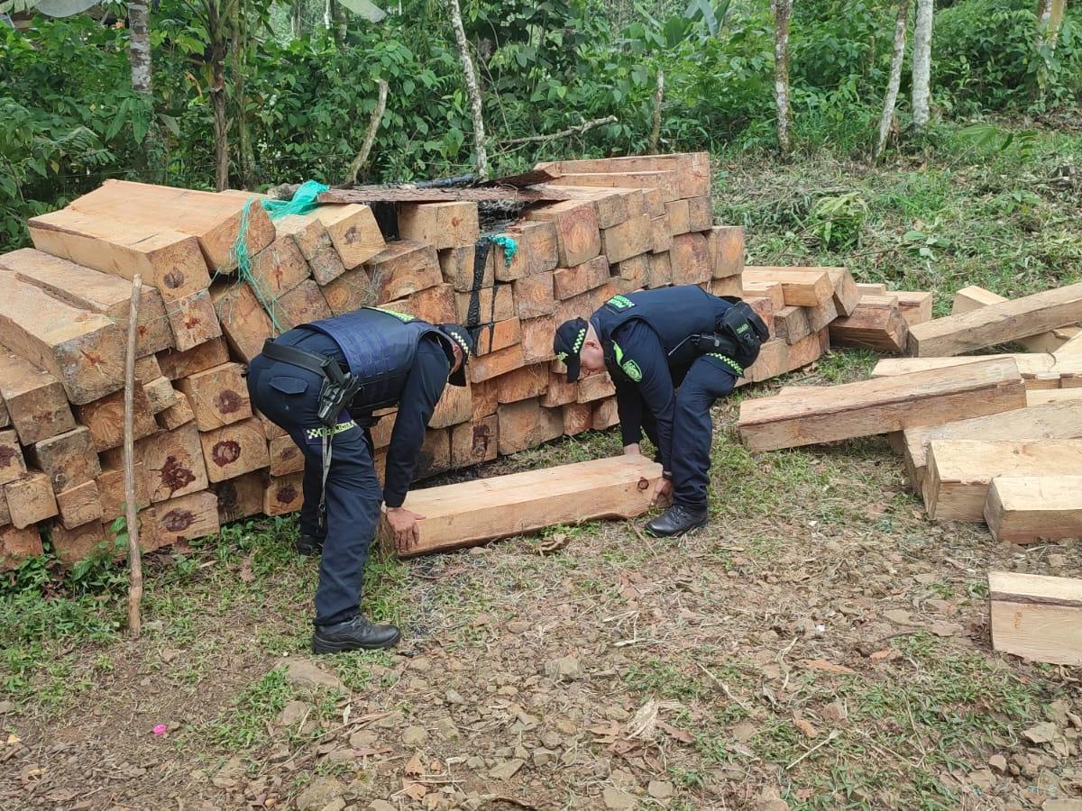 Tala de árboles en Cali: qué pasa y qué dicen las autoridades