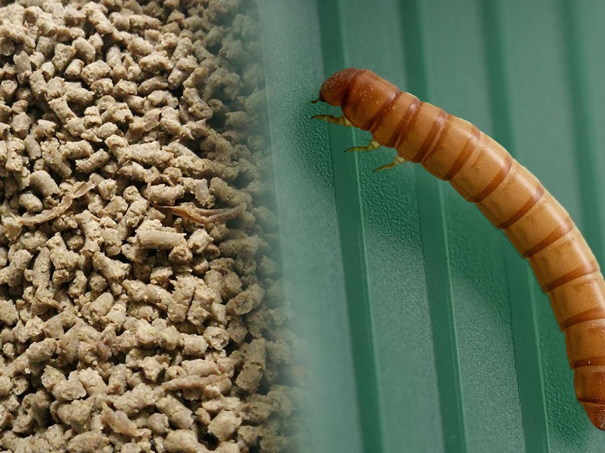 Manejo de basuras: Exportan larvas colombianas a Japón