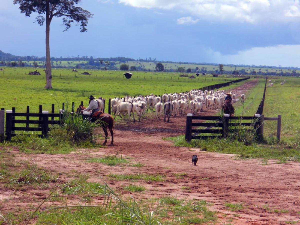 Respira Amazonía RTVC | Alternativas a la ganadería extensiva en Guaviare