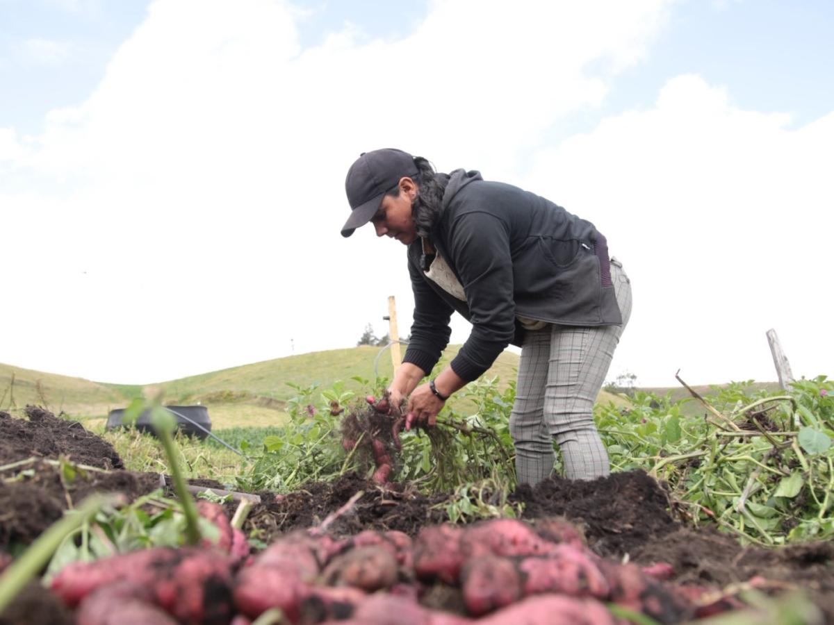 MinAgricultura destinará 108 mil millones para mejorar la economía del campo colombiano