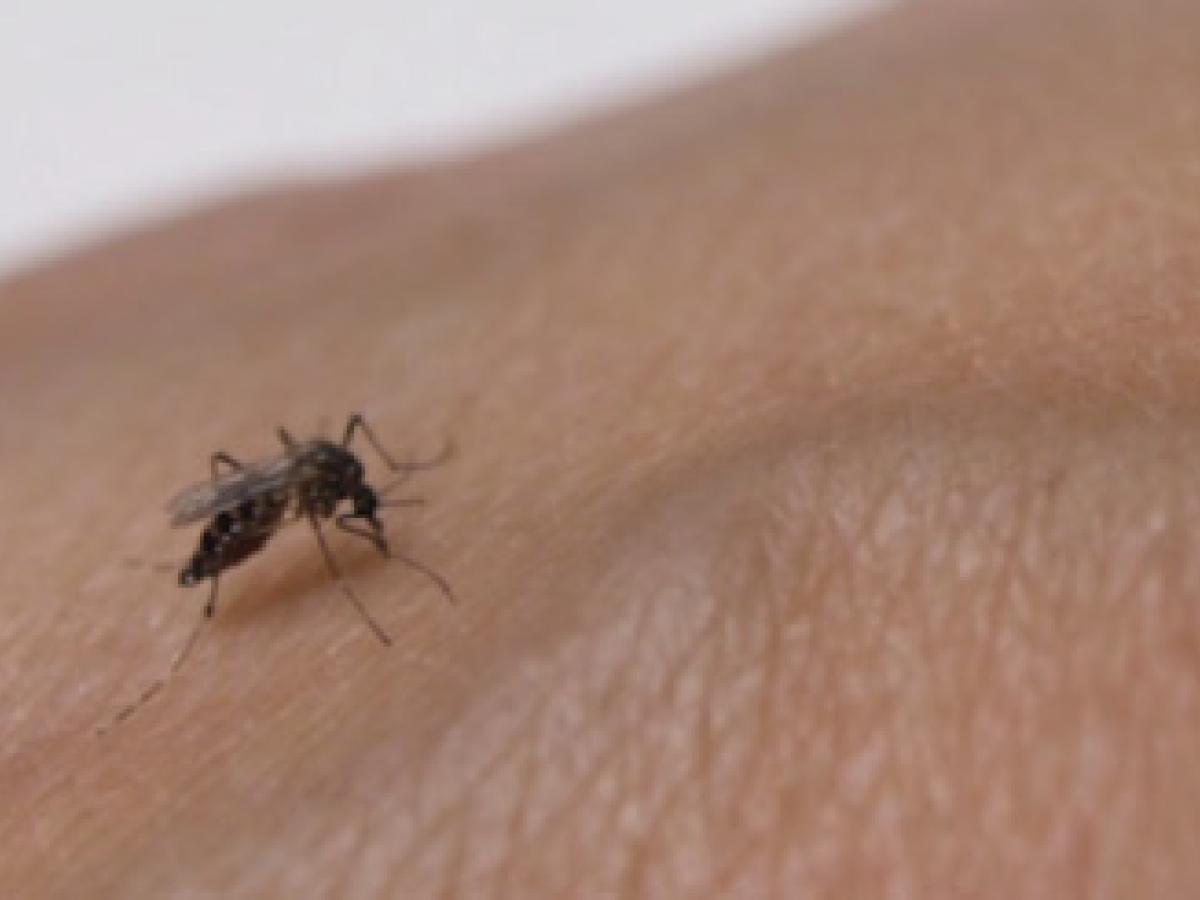 Alerta en Casanare por aumento de dengue cerca de 300 casos en inicio de temporada de lluvias