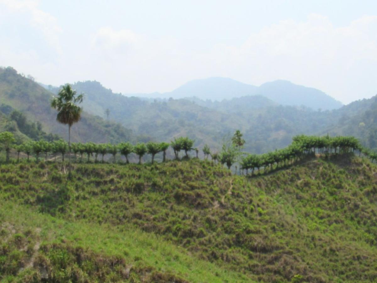 Gobierno nacional destina $200.000 millones para proteger la biodiversidad mediante la sustitución de cultivos ilícitos