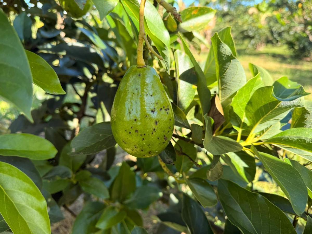 Productores de aguacate en Uribe Meta: ART