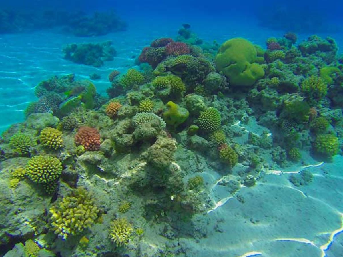 Día de los corales: Fi wi riif y la apuesta para protegerlos en San Andrés