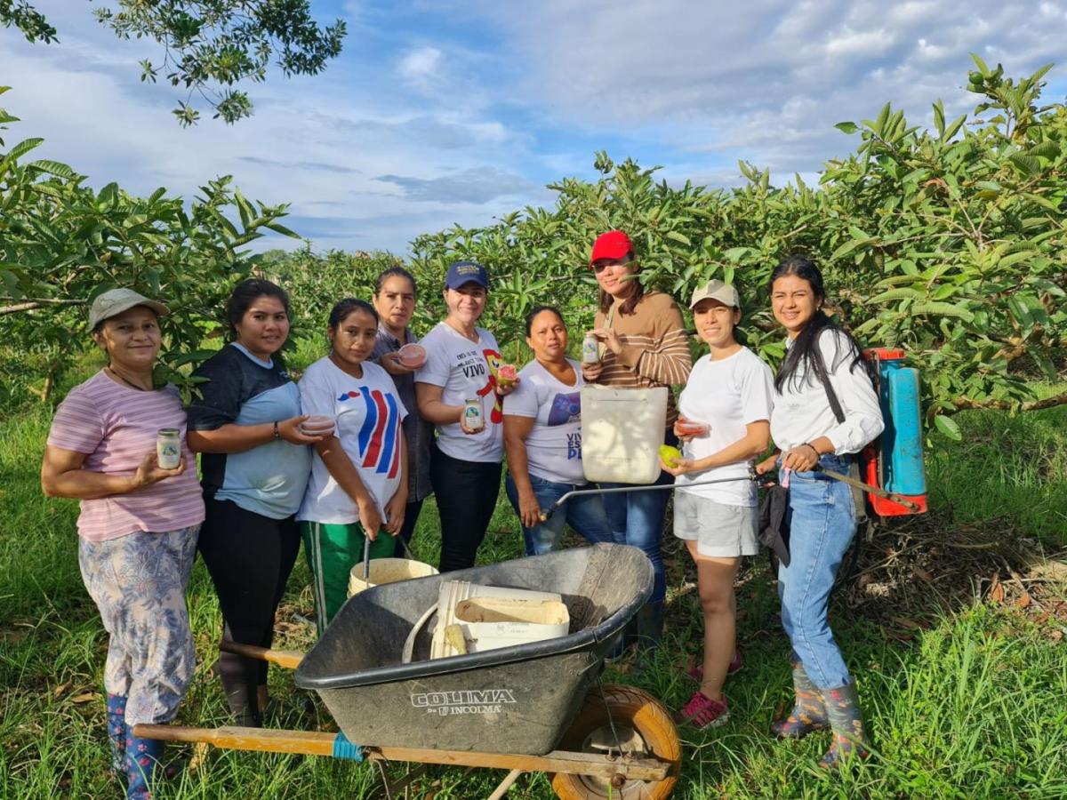 Vino de guayaba en el Meta: así lo producen en Fuentedeoro