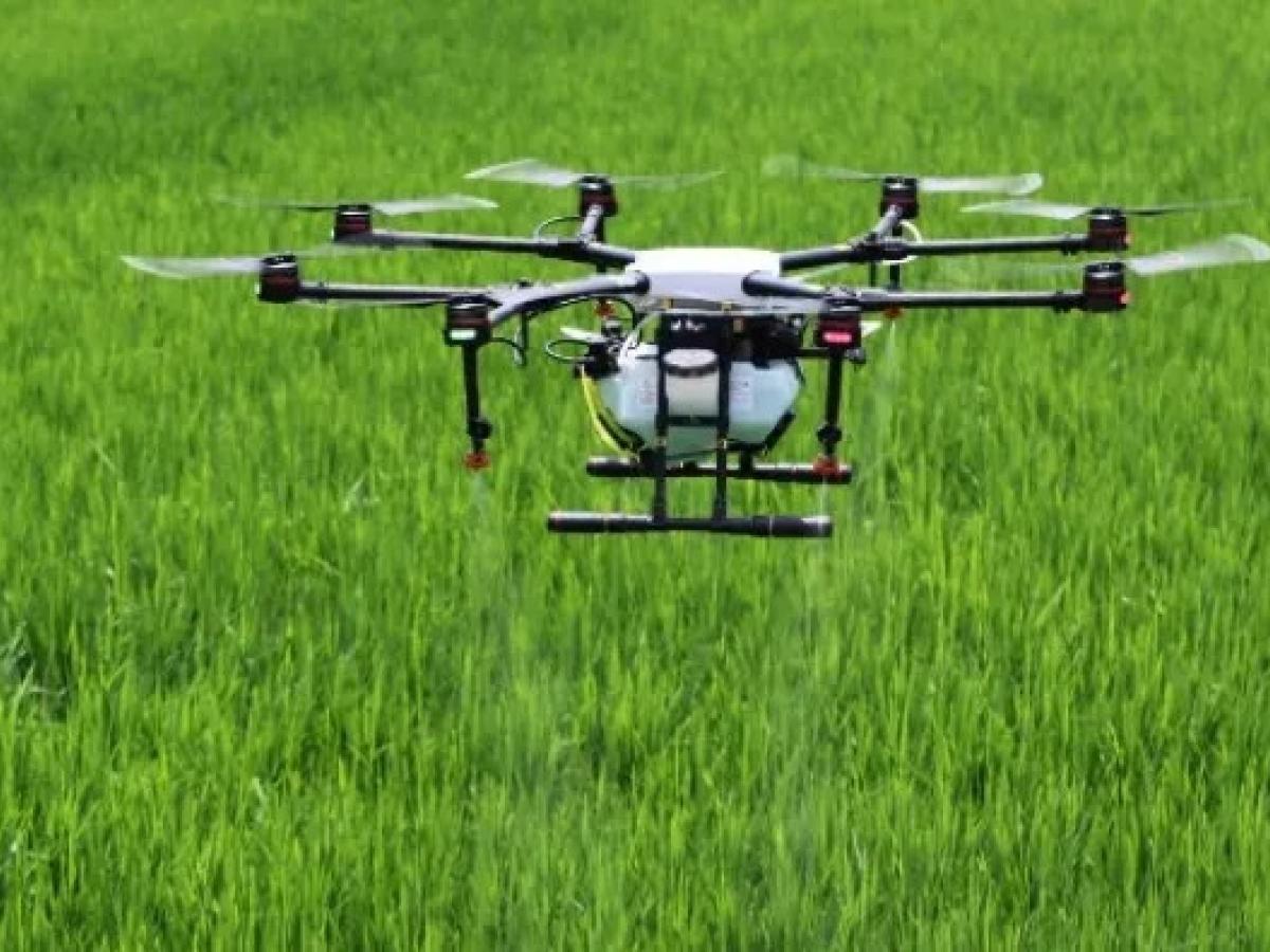 Gobierno autoriza erradicación con drones cultivos ilícitos