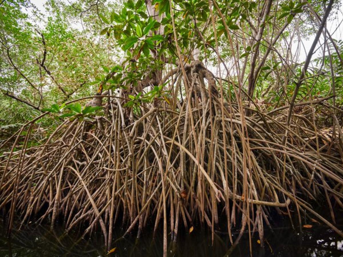 Manglares en Colombia: recuperación 
