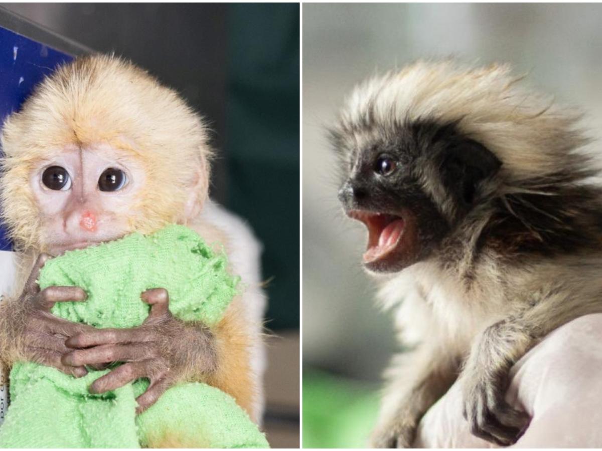 Detienen a dos traficantes que transportaban primates en su ropa interior