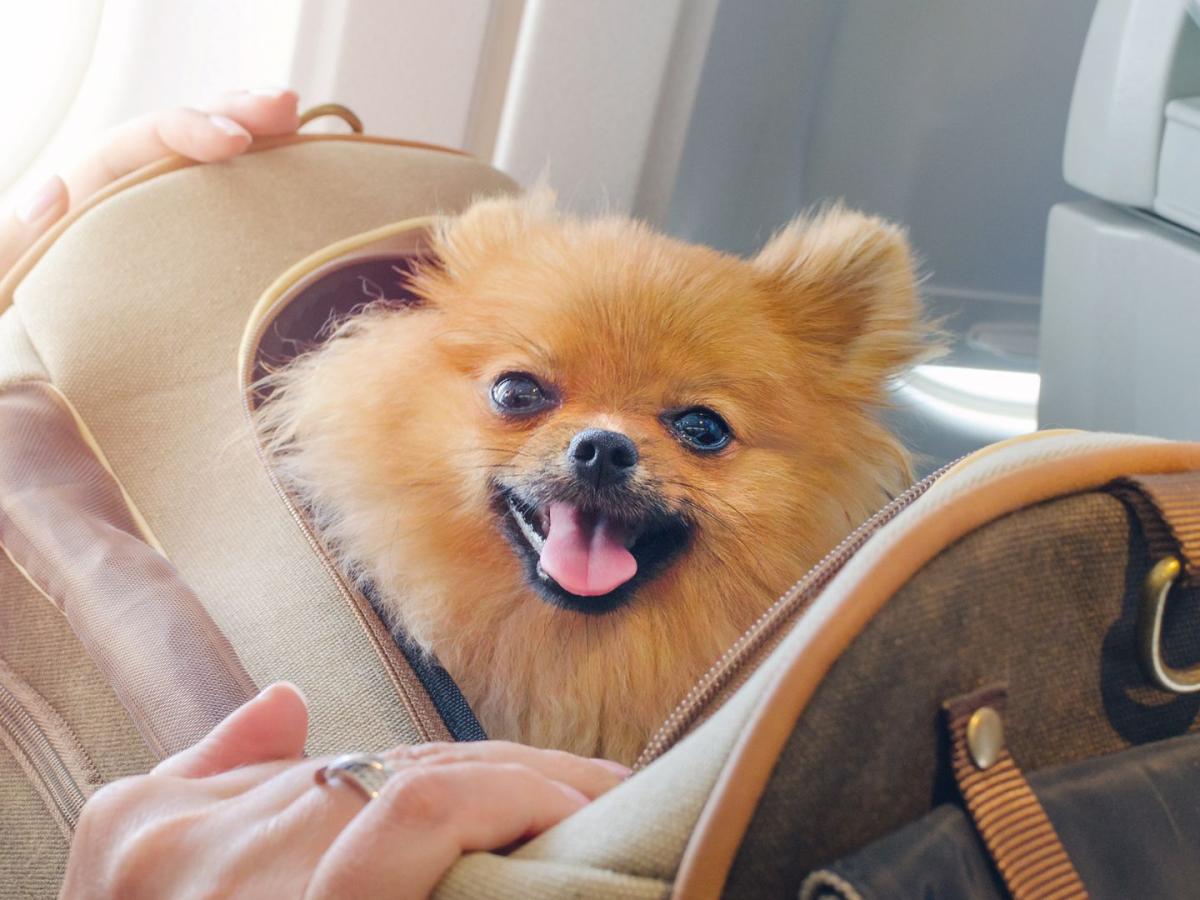 ¿Cómo viajar con mascotas en avión? | Requisitos y recomendaciones