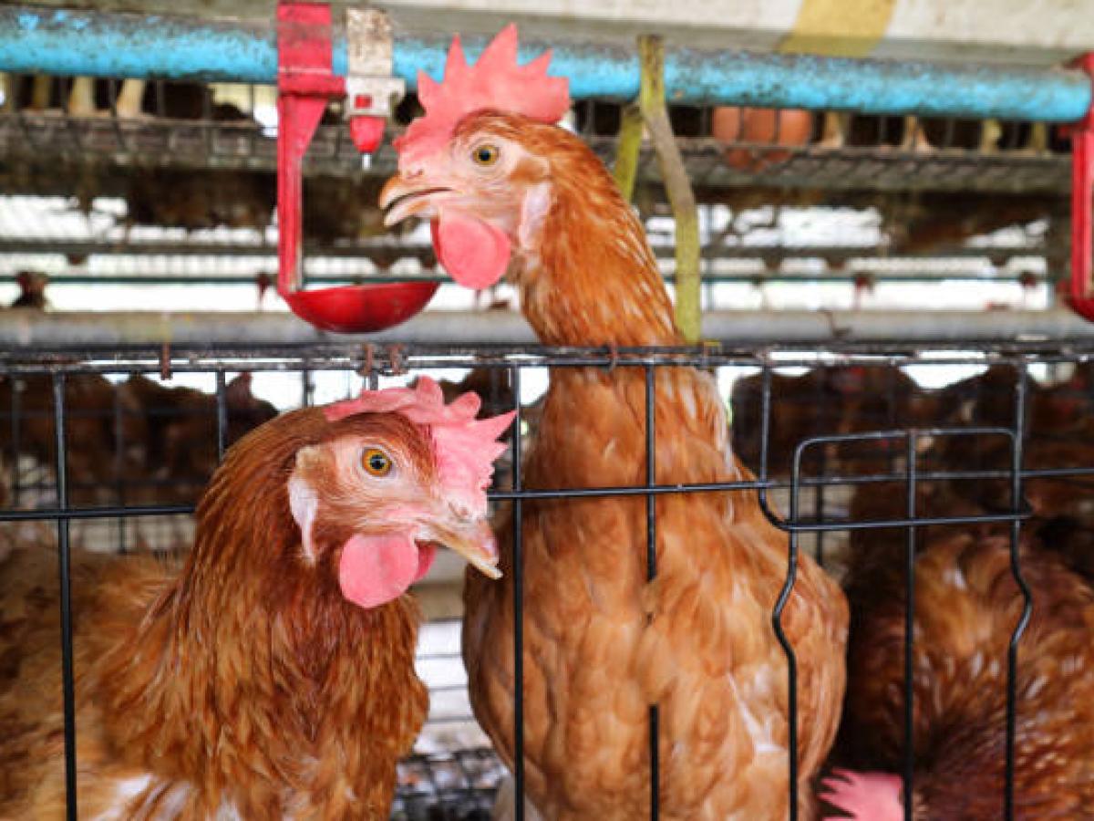 Brote influenza aviar departamento Meta