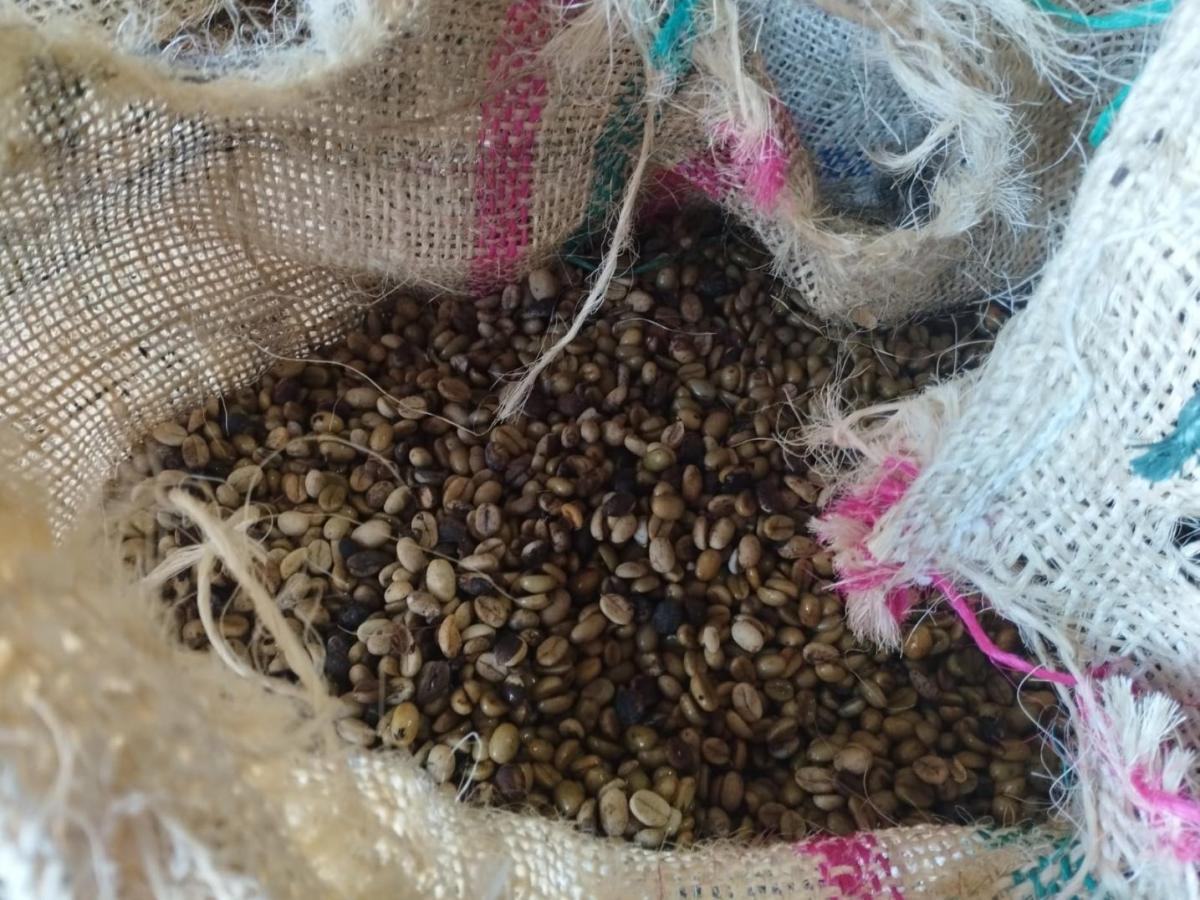 Cesar: 22 millones de kilos de café se producirán en el departamento