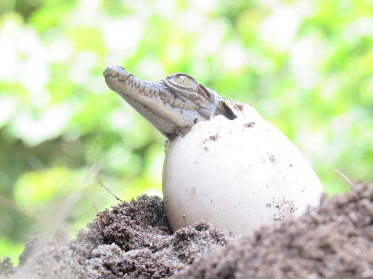 Nacen 31 neonatos de caimán aguja con asistencia en Santa Marta