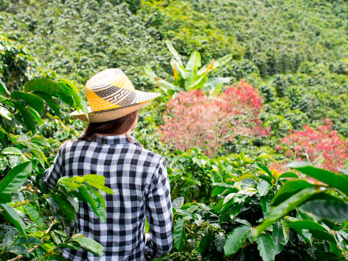 Catatumbo: apoyo financiero al sector agropecuario