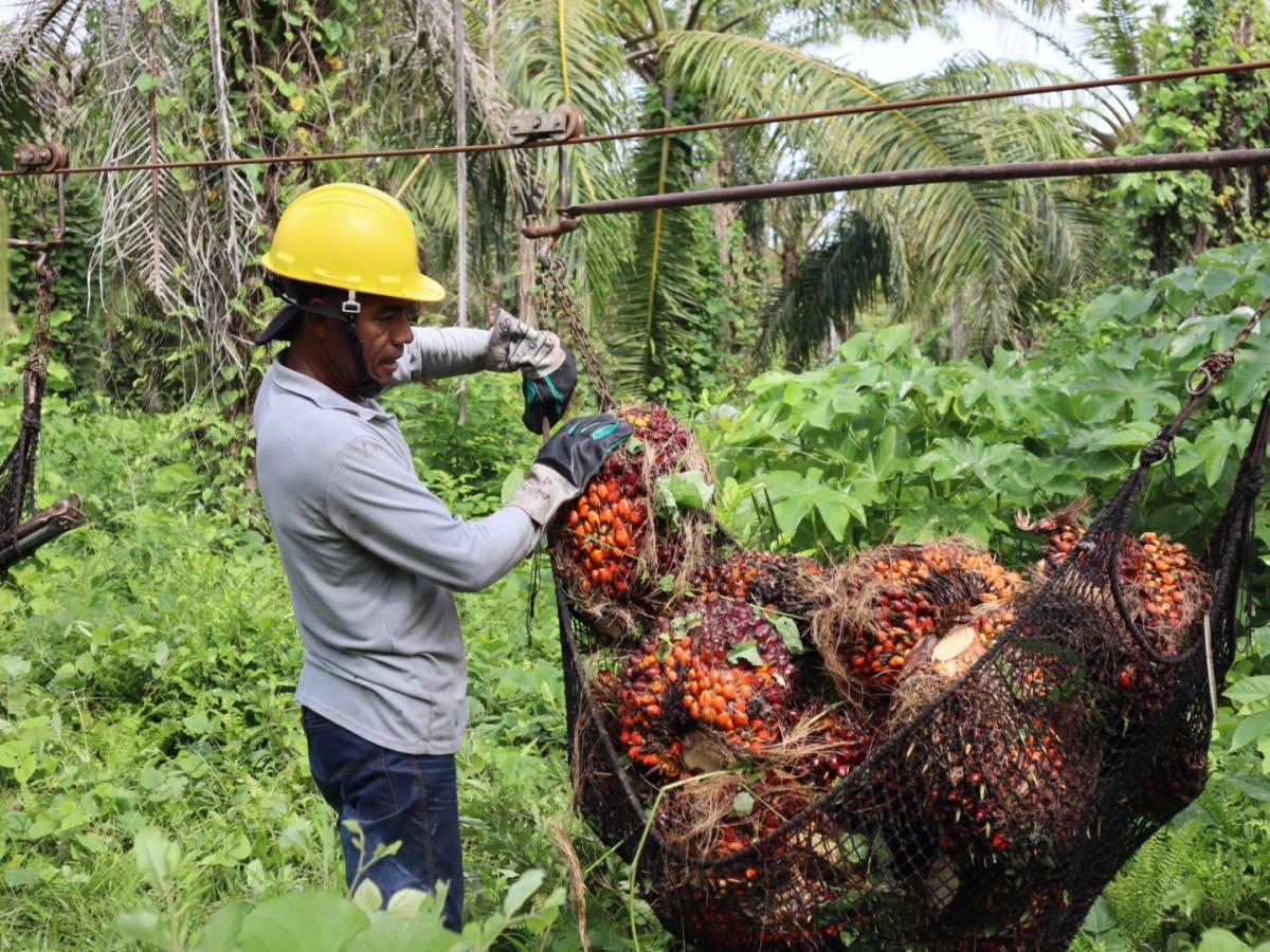 palma de aceite en el Cesar, enfermedad alerta a autoridades