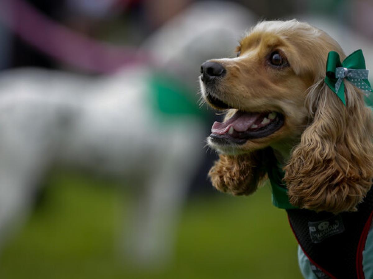 ¿Puedo ir a votar con mi mascota?