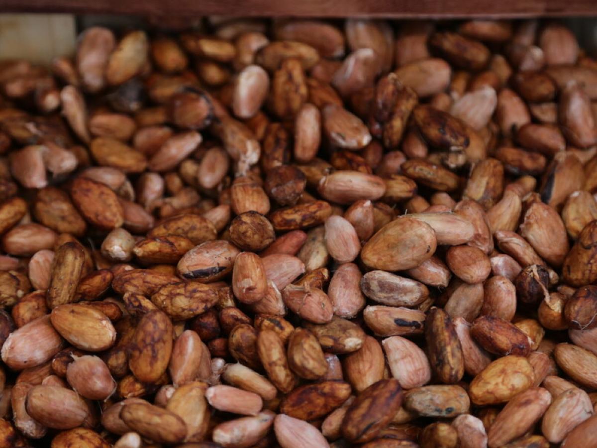 Cacao