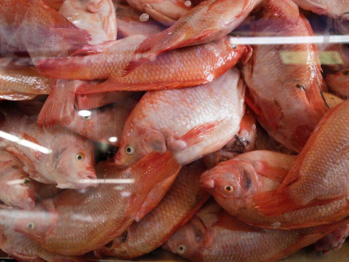 Semana Santa: variedad de pescado y gastronomía para disfrutar