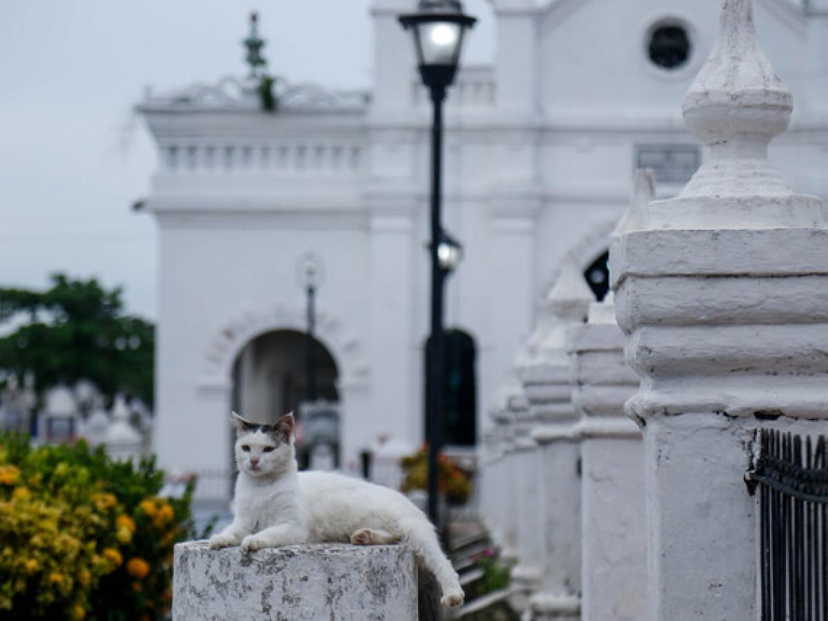 Historia de los gatos guardianes del cementerio de Santa Cruz de Mompox