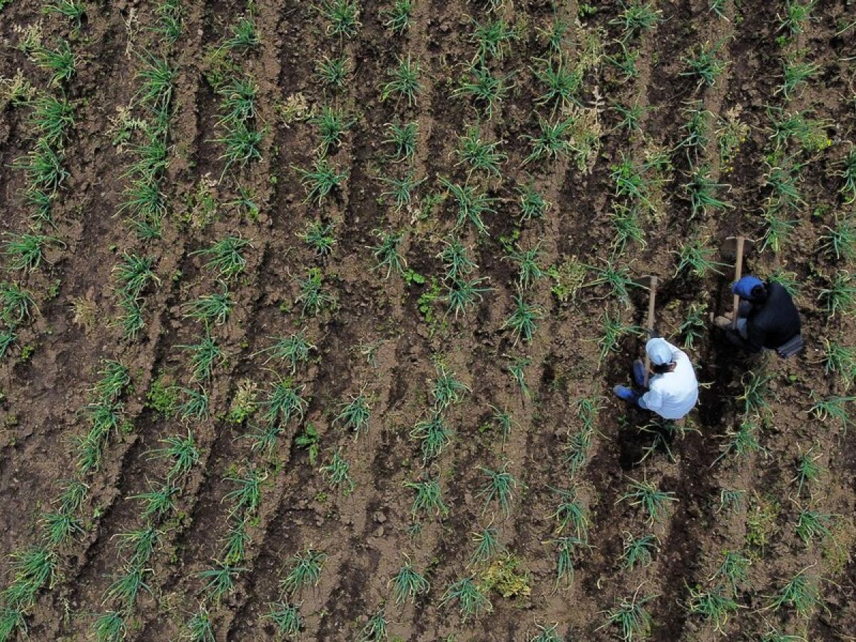 ¿Cómo podría cambiar el fallo de la Corte la repartición de la tierra en Colombia?