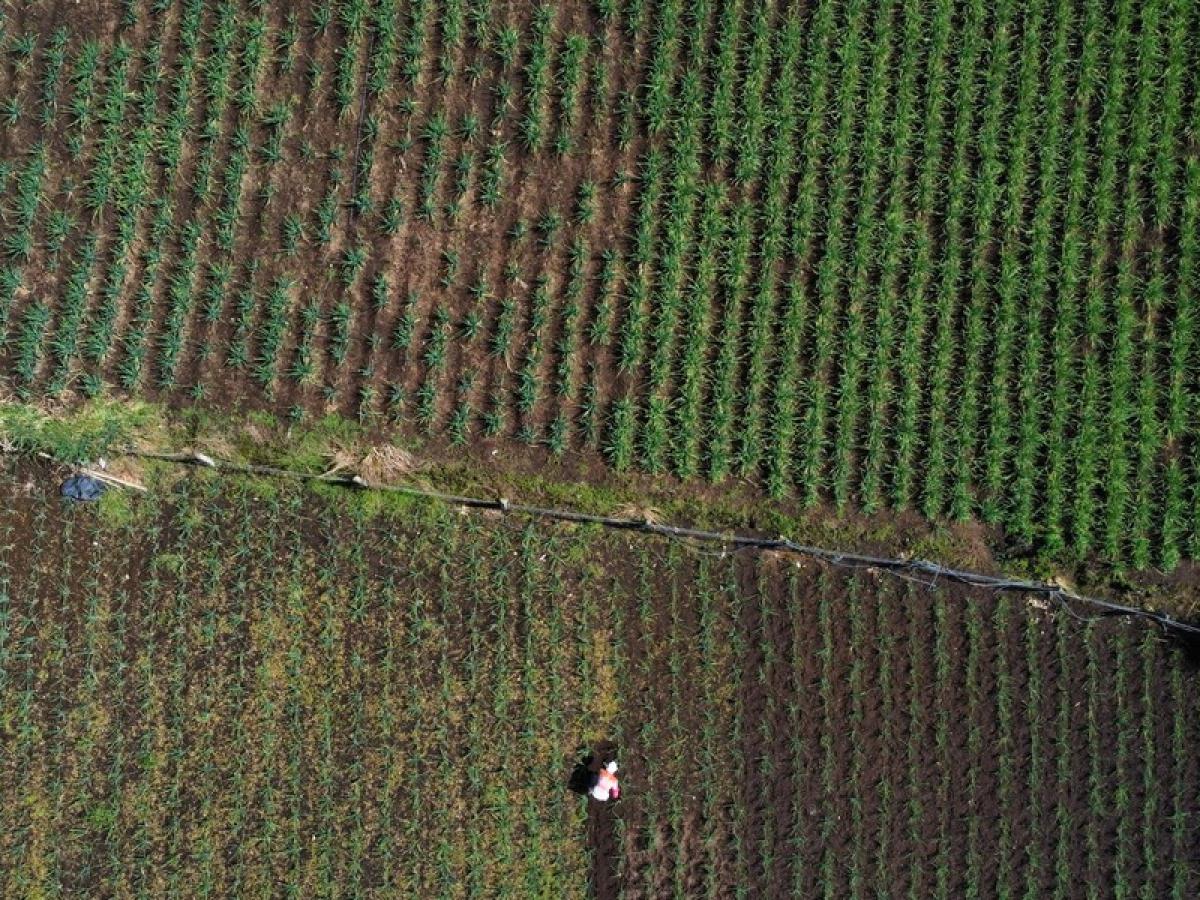 Adjudicación de baldíos: Corte ordena que sea más equitativa